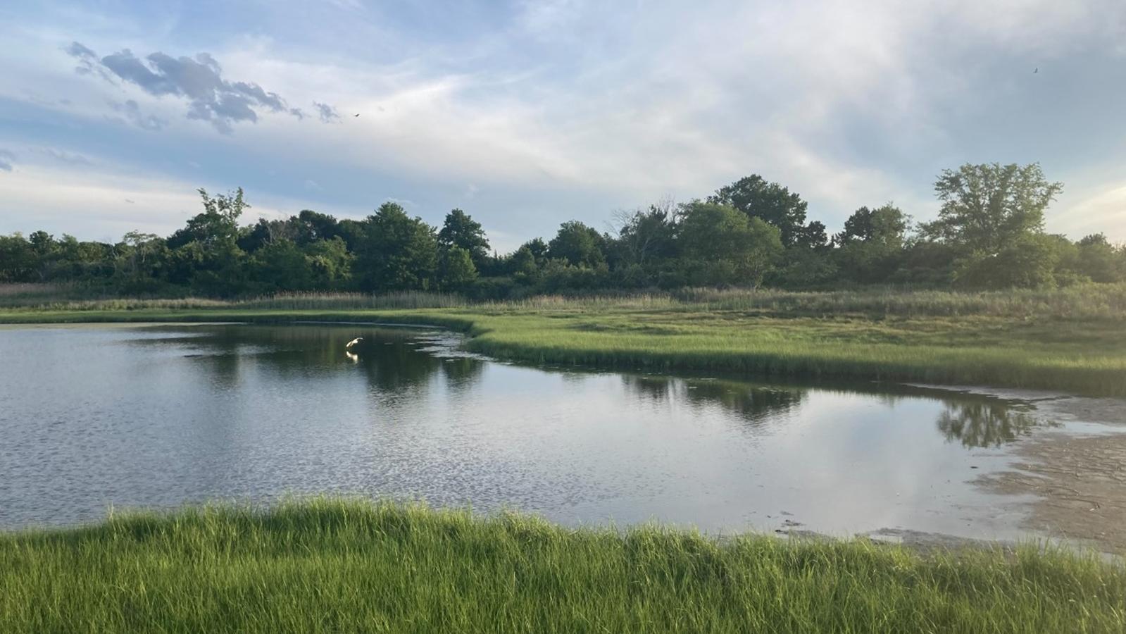 a salt marsh with green tall grass around it and a white egret flying close to the water.