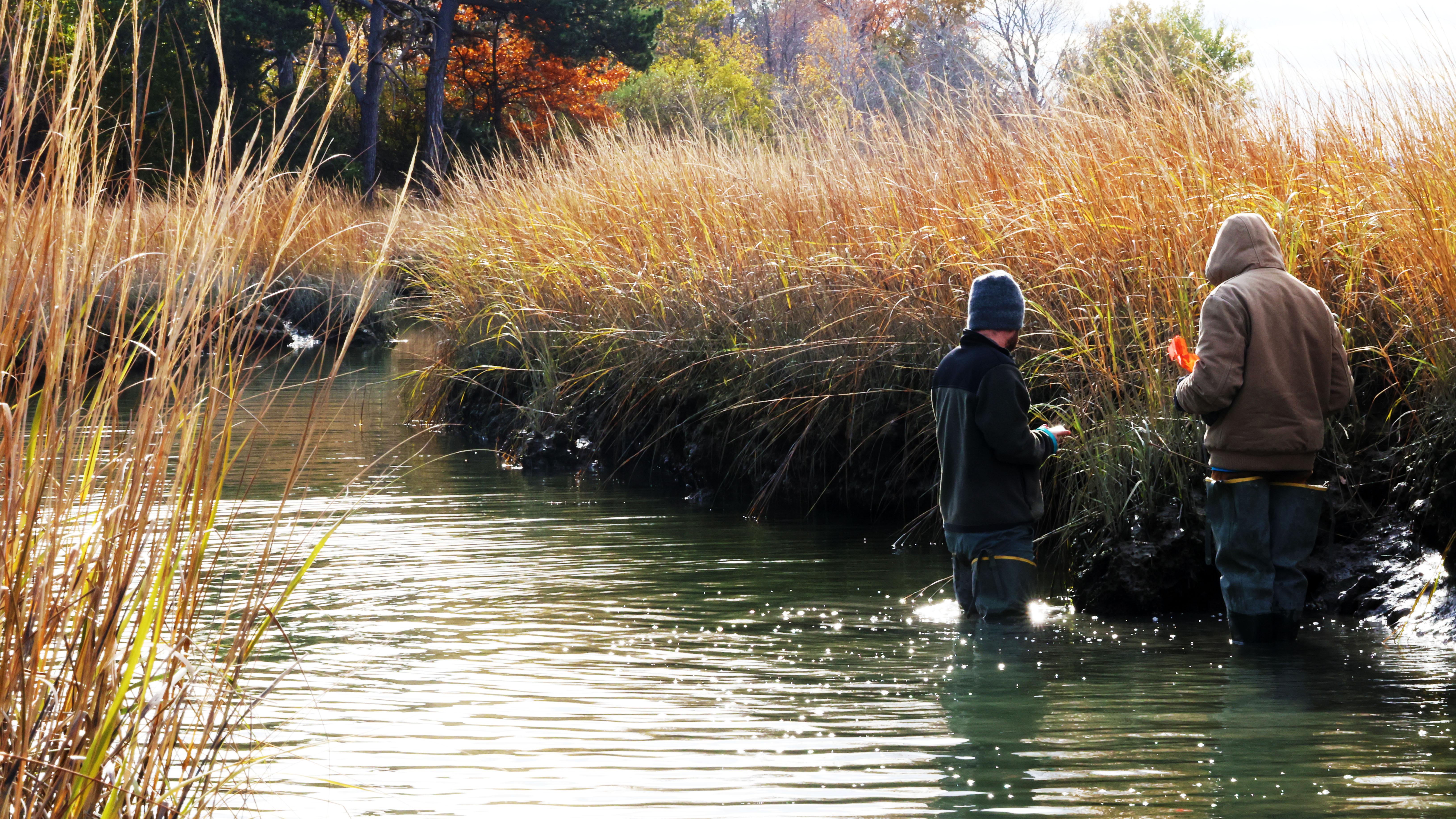 Two people in a salt marsh surrounded by golden tall grass.
