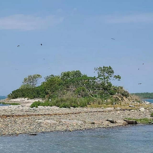 A small island with a pebbly beach and low brush. Lots of birds flying and resting on the beach.