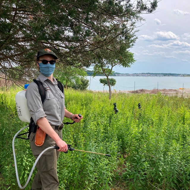 A ranger in a mask uses a portable spraying to water vegetation on Grape Island.