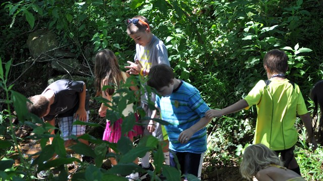 A group of school child explore vegetation along a wooded trail.