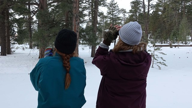 Photo from behind of 2 women looking into the trees with binoculars. 