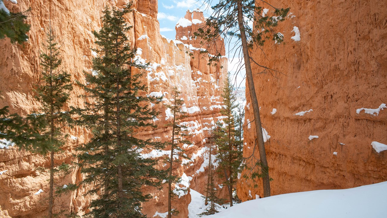 A snowy landscape of red rock cliffs and tall conifers