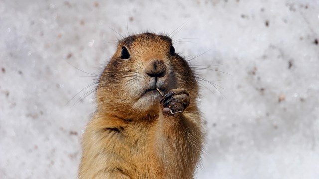 A small brown mammal holding a piece of grass, surrounded by snow.