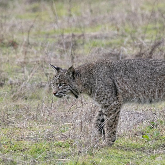 A bobcat walks along a grassy field.