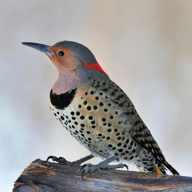 A black spotted gray bird with a red neck perched on a log.