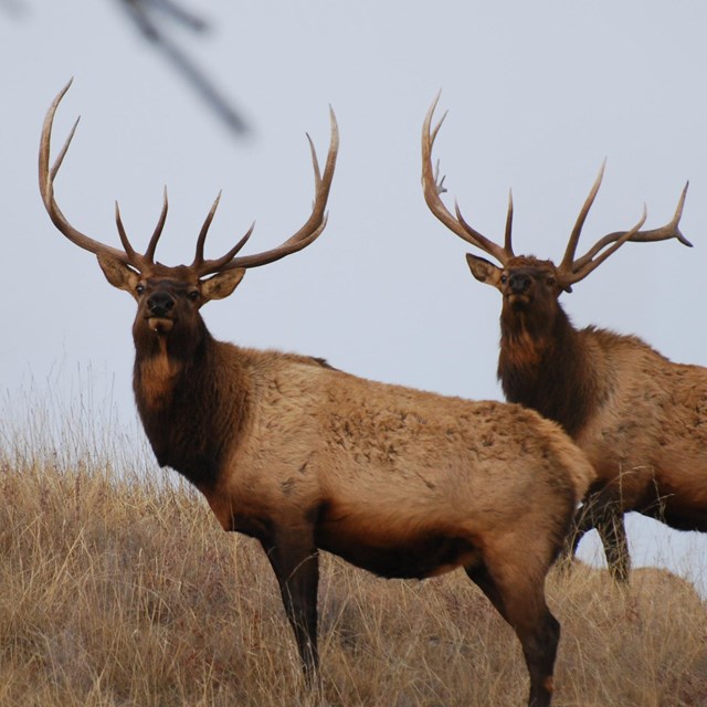 Two bull elk stand on a hillside