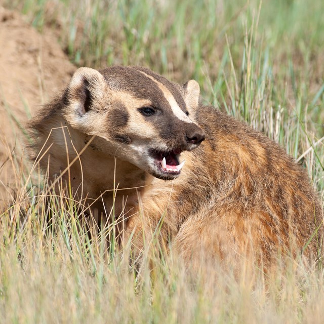 A small furry animal in varying shades of brown looks over its shoulder and opens it's mouth.