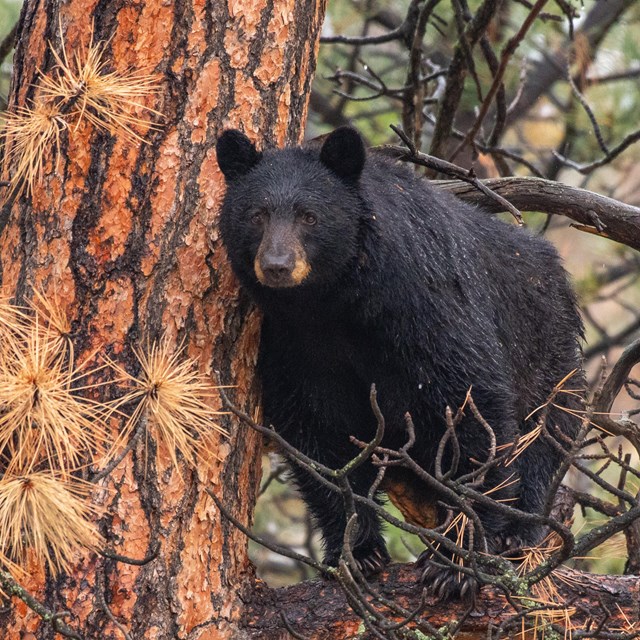 A black bear stands on a branch in a tree.