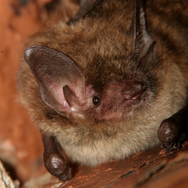 A closeup of the face of a small brown bat.