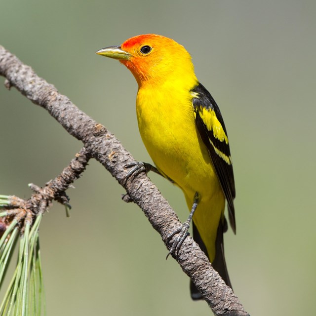 A bright yellow, orange and red bird with black wings perches on a branch.