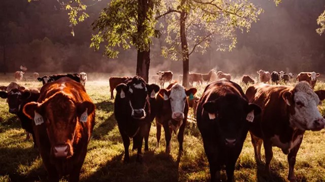 A herd of cattle in Boxley Valley