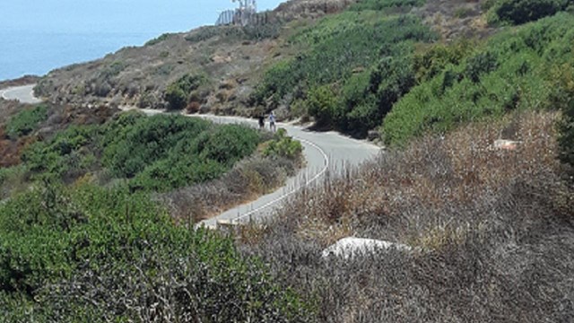 2 people walk along a gently curving black street with brush covered thickly on both sides.