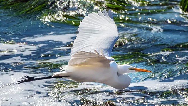 A large bird flies over the ocean water. 