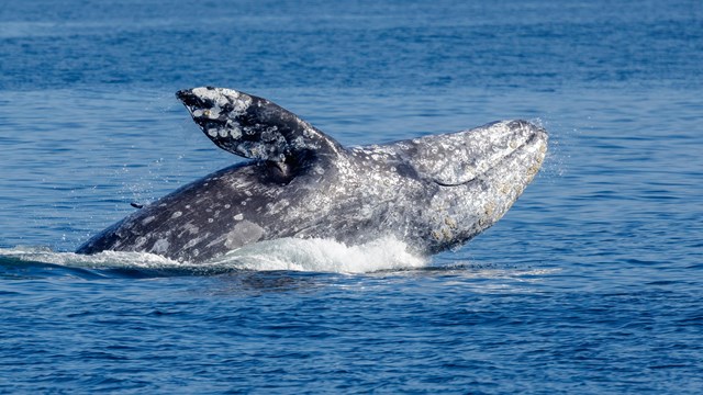 A gray whale emerges from the ocean. 