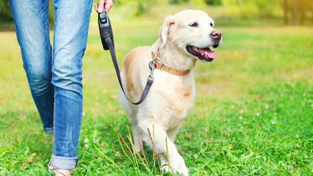 A Golden Retriever dog is being walked with a leash. A woman is holding the leash. 
