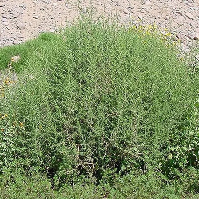 A bush plant with rock and sand in the background. 