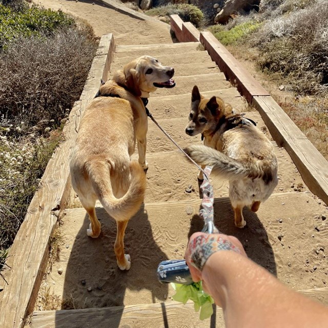  Two tan dogs look back at their owner, who is holding their leash, as they walk down steps