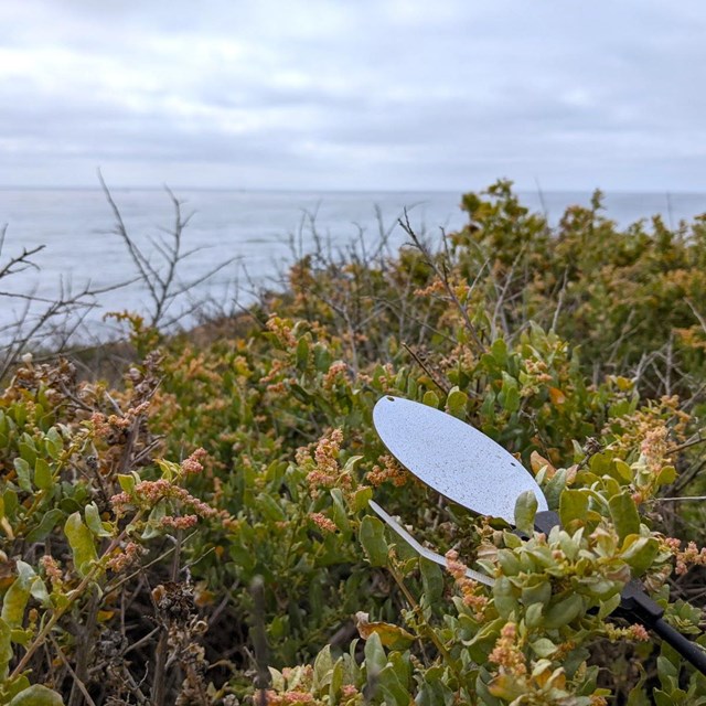 Close-up shot of a leaf wetness sensor attached to a lemonade berry bush. The sky is overcast.