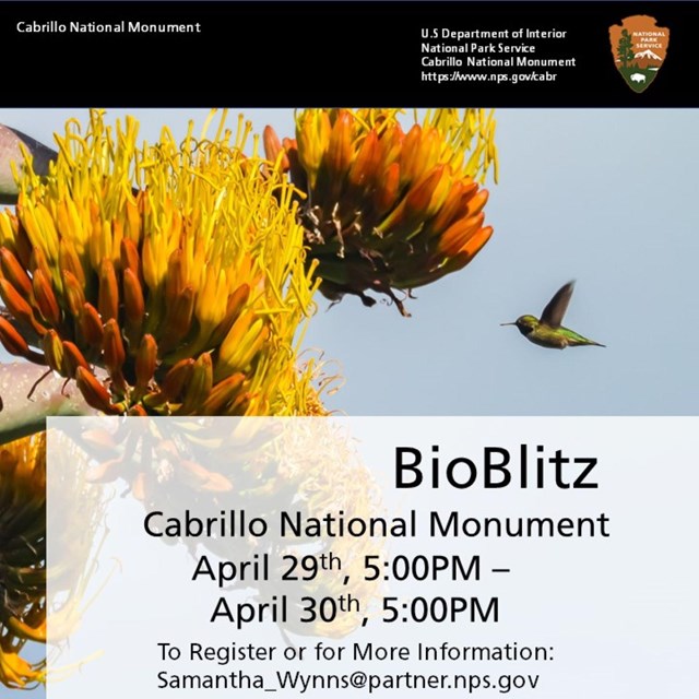 Large yellow flowers on the left side and a green hummingbird flies in from the right.