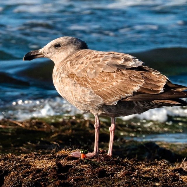 A brown gull stands on algae and looks sideways, in front of blue ocean waves.