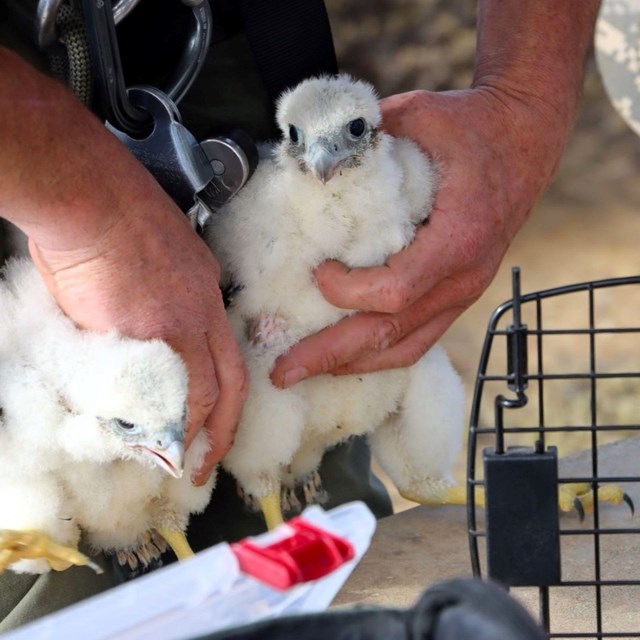 Two fluffy white peregrine falcon chicks, held by a park scientist next to a carrier.