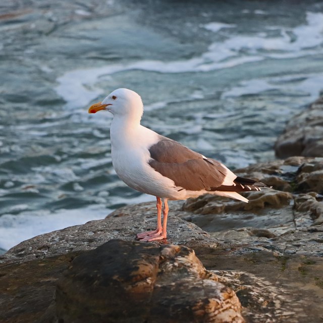 A white bird with brown wings and orange beak and webbed feet stands on the edge of a boulder.