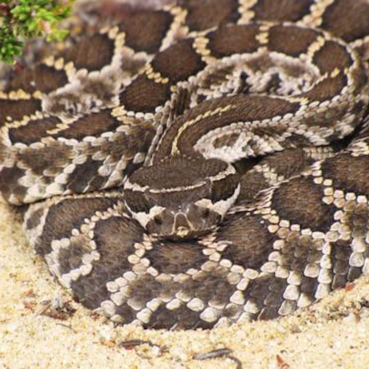 Photo of rattlesnake