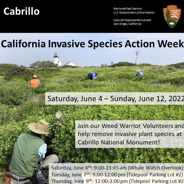 People crouch down among bushes, pulling weeds. A white light house and flagpole in the background. 