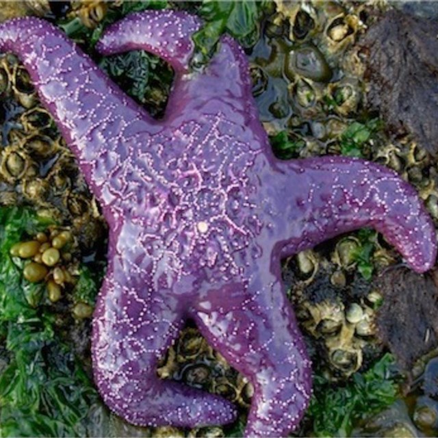 A purple seastar in the tidepools