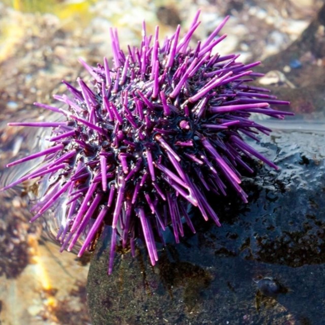 Sea Urchins in the tidepools