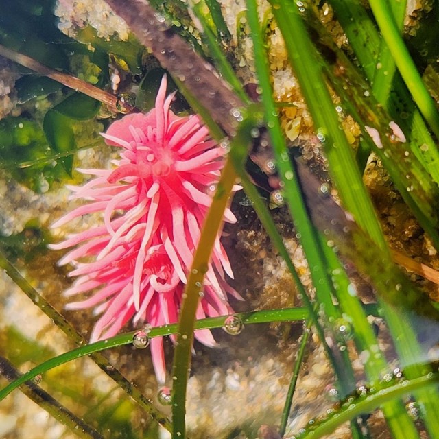 A Hopkin's Rose nudibranch rests on green algae underwater.