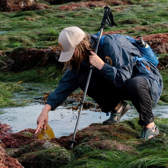 A tidepool volunteer points out a piece of kelp as she kneels down in the algae-covered tidepools.