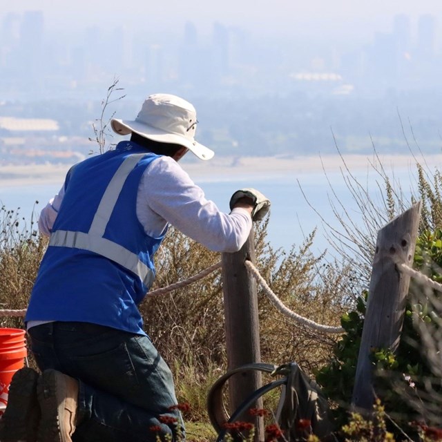 A Weed Warrior volunteer kneels, facing the green brush, brown wood fence, and blue San Diego Bay. 