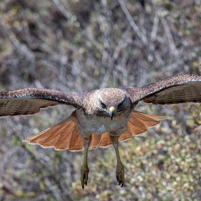 A brown raptor with a red-fanned tail swoops down with yellow legs and talons outstretched.