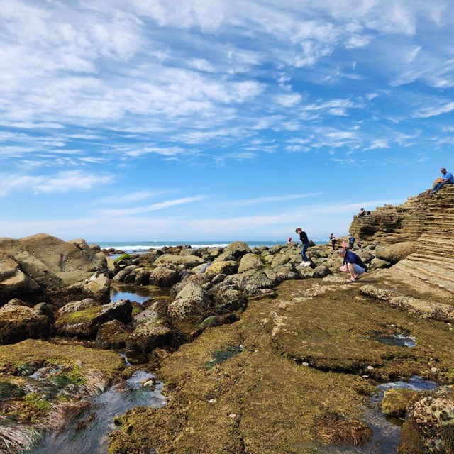 View of park visitors exploring the rocky, algae-covered tidepools under a blue sky.