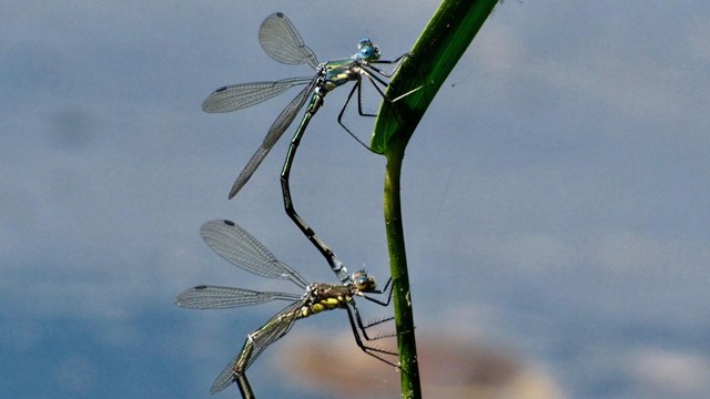 Tandem Elegant Spread wing dragonfly rest on a branch.