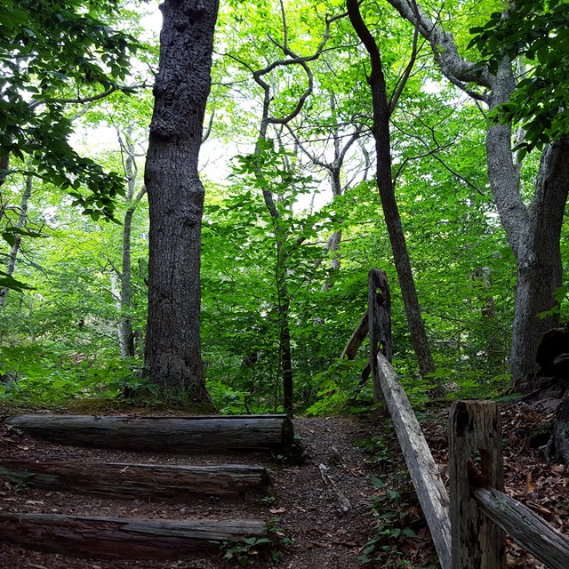 A wooded trail goes over a short hill with a wooden rail fence and earthen steps.