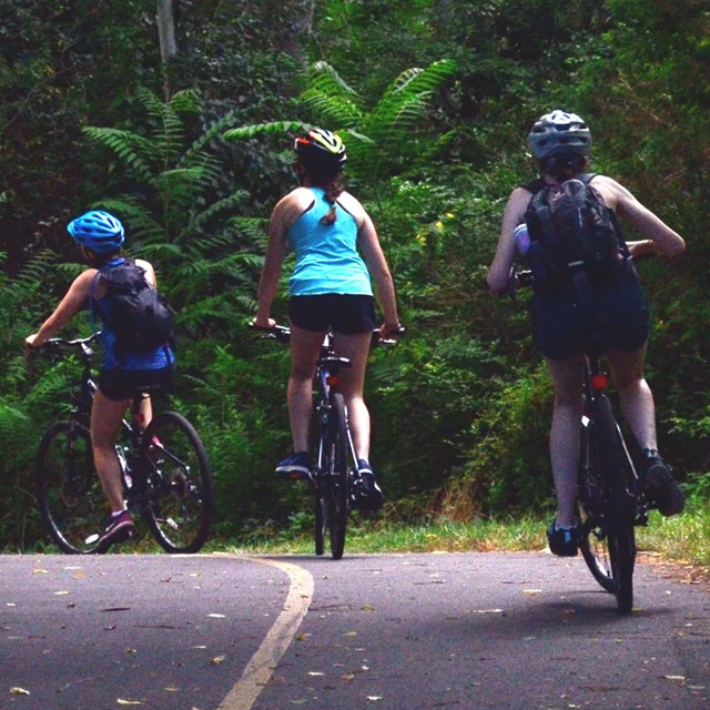 Three bicyclists head down a paved wooded trail.