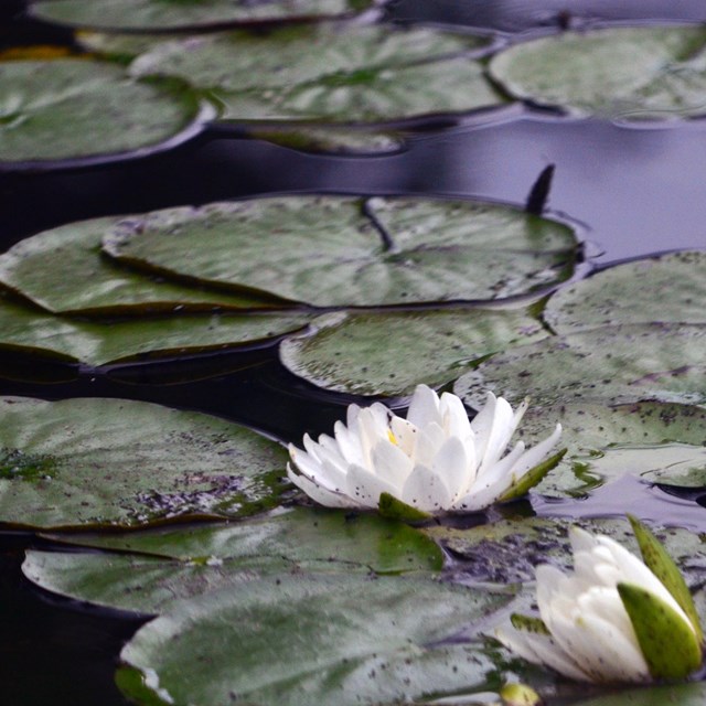 Lilies float on the dark surface of a pond.