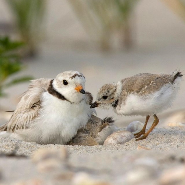 Two small birds, one adult and one chick, sit in a nest on the beach.