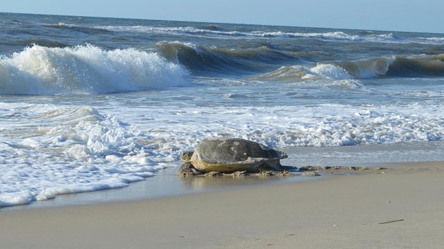A loggerhead sea turtle makes her way back to the ocean after nesting