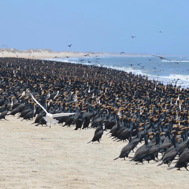 Large flock of cormorants along the beach