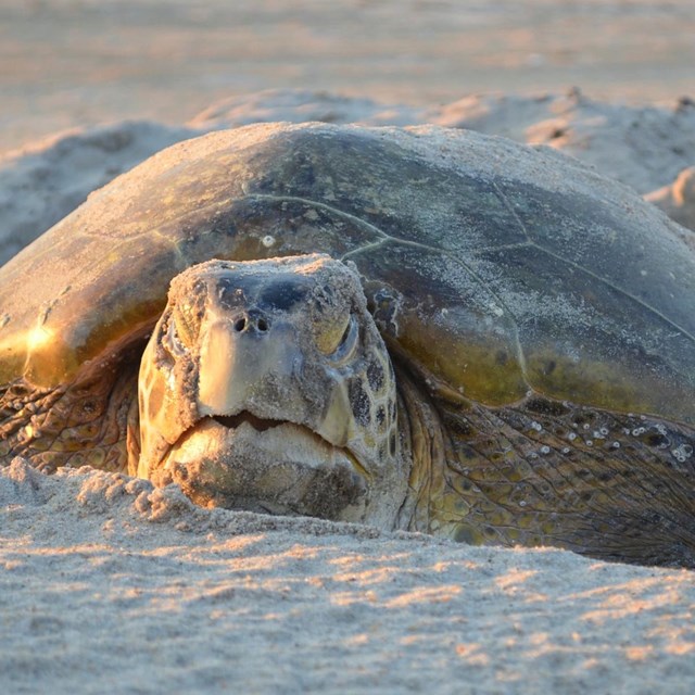 Sea Turtle in the sand