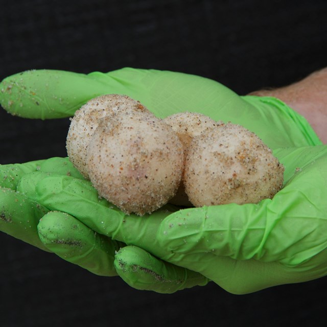 Ranger holding turtle eggs