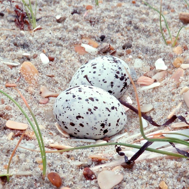 Least tern eggs