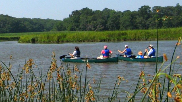 A group of people kayaking in a marsh. 