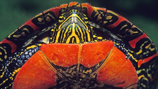 A close-up of a colorful turtle. 