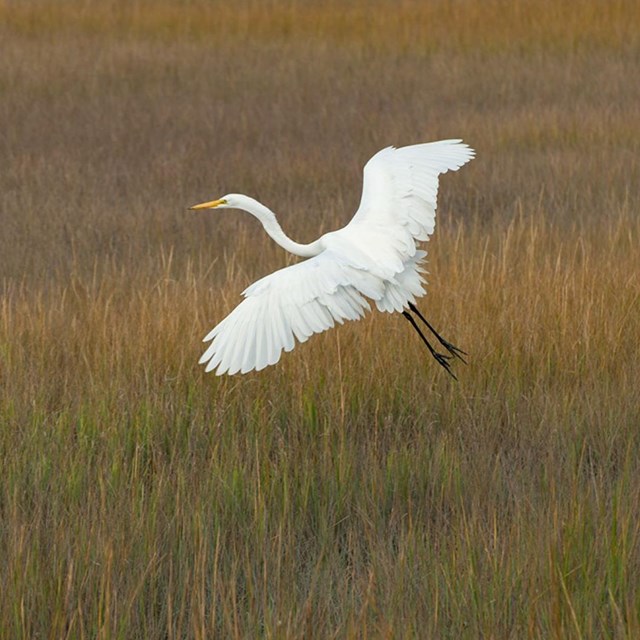 An egret flying over a marsh