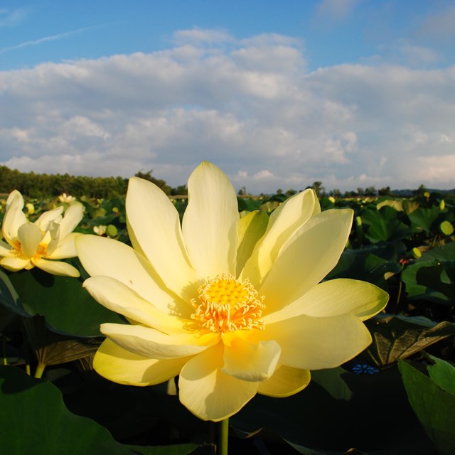 A lotus flower in a river full of vegetation